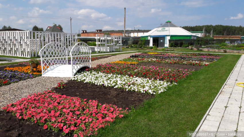 Лето... Солнце... Цветы — Болталка и разговоры обо всем: жизнь