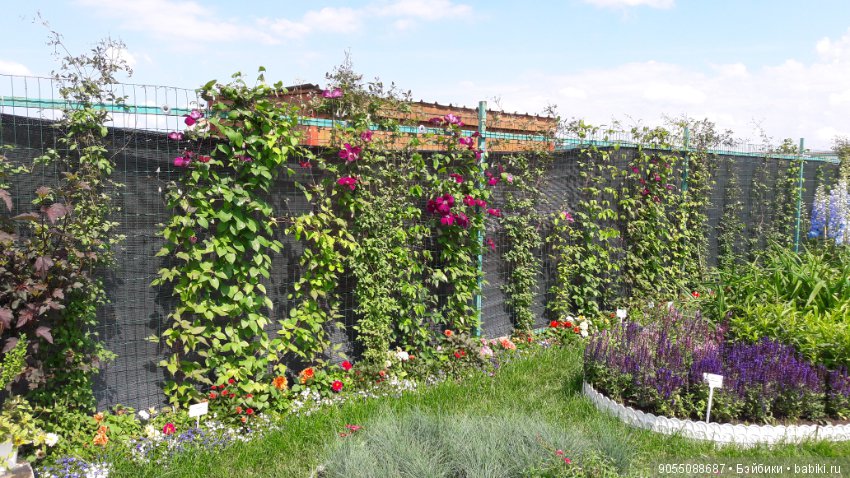 Лето... Солнце... Цветы — Болталка и разговоры обо всем: жизнь