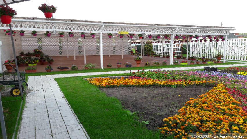 Лето... Солнце... Цветы — Болталка и разговоры обо всем: жизнь