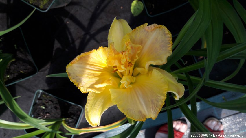 Лето... Солнце... Цветы — Болталка и разговоры обо всем: жизнь