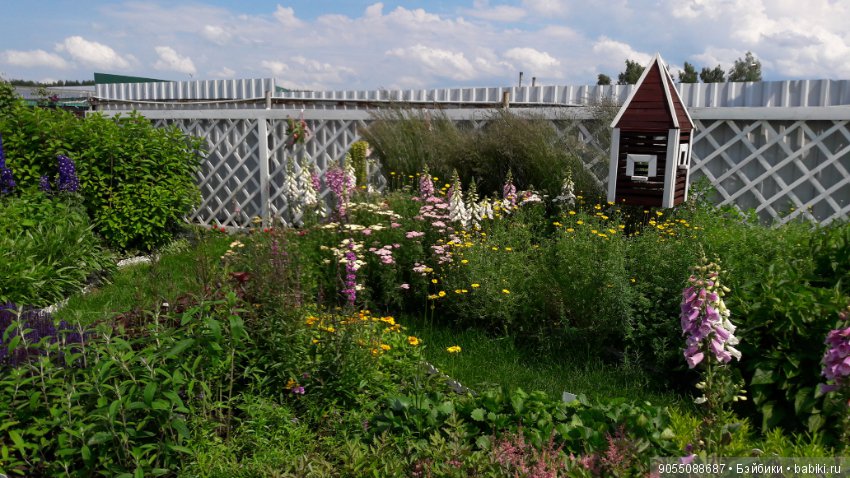 Лето... Солнце... Цветы — Болталка и разговоры обо всем: жизнь