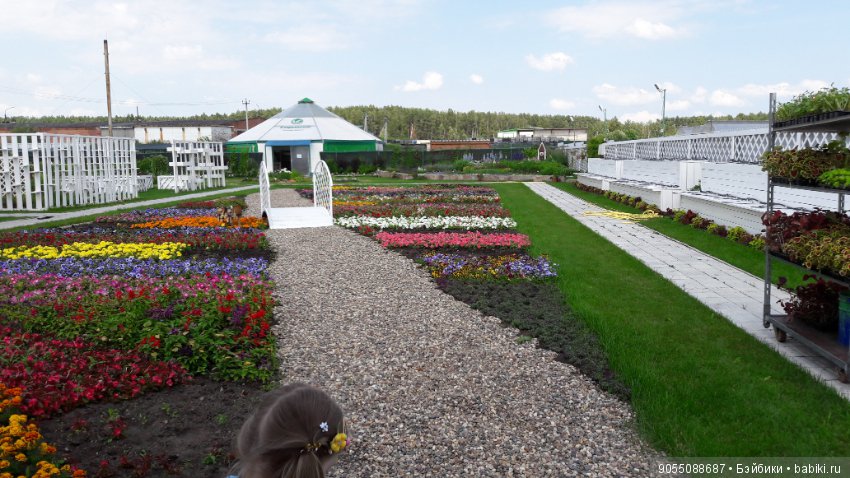 Лето... Солнце... Цветы — Болталка и разговоры обо всем: жизнь