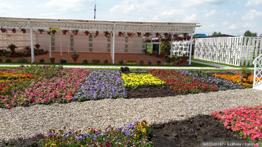 Лето... Солнце... Цветы — Болталка и разговоры обо всем: жизнь