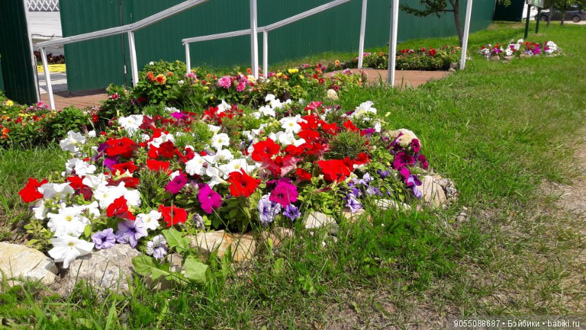 Лето... Солнце... Цветы — Болталка и разговоры обо всем: жизнь