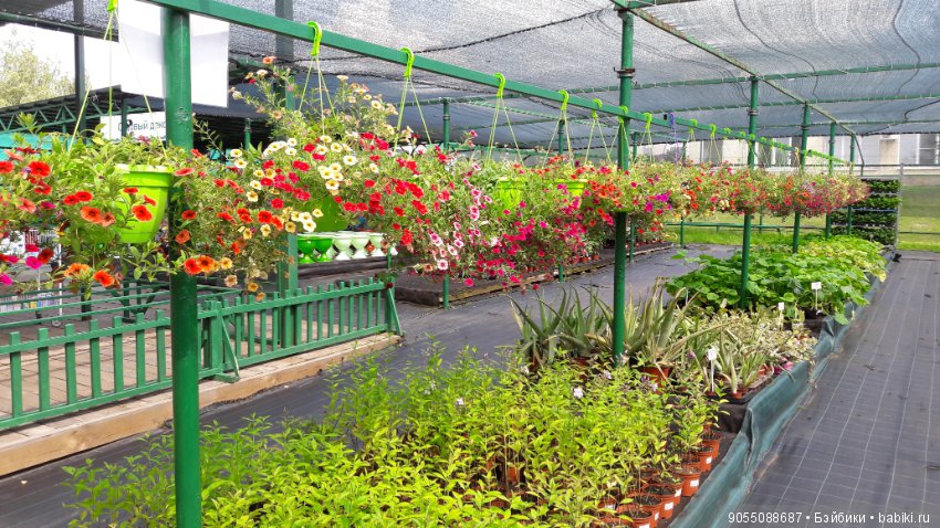 Лето... Солнце... Цветы — Болталка и разговоры обо всем: жизнь