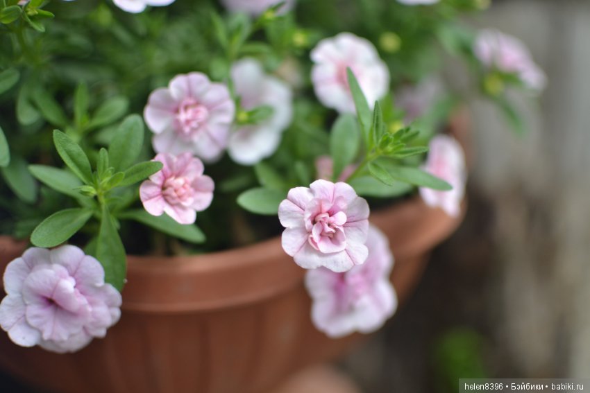 Лови момент! Девочки от Kaye Wiggs, июльский фотосет