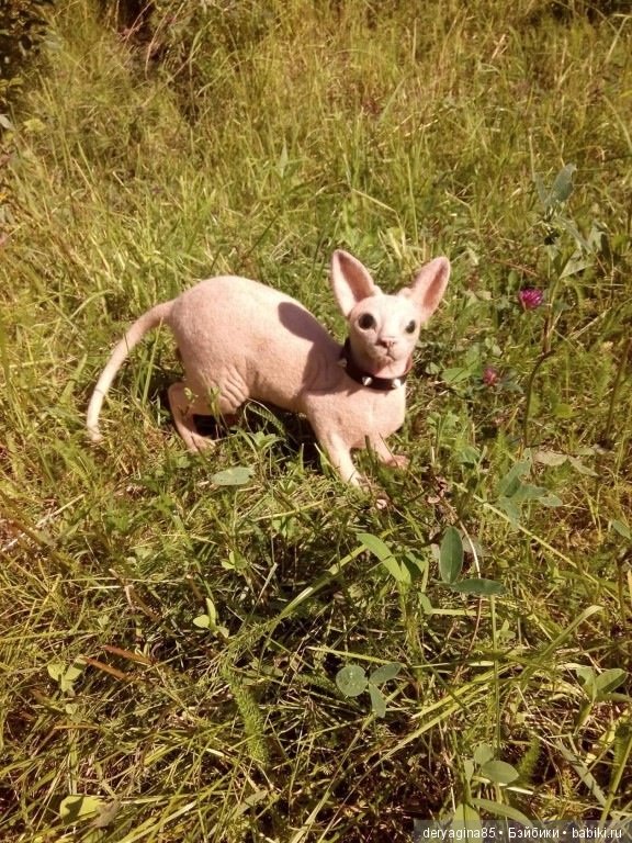 Сфинкс на прогулке — Валяные игрушки из шерсти: сухое валяние