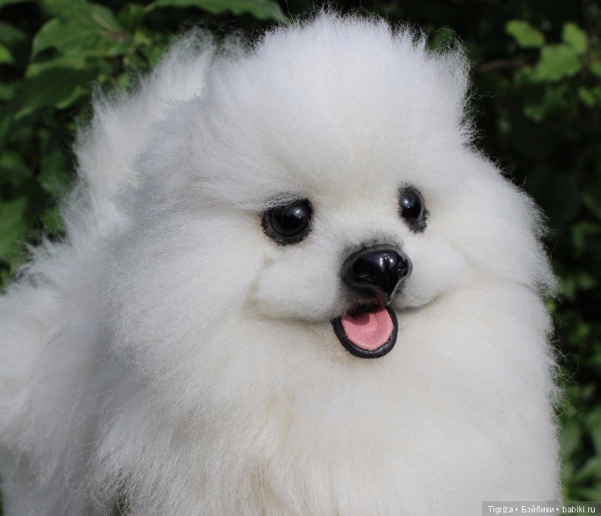 Шпиц-тедди, игрушка ручной работы (фото 8)