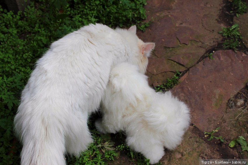 Шпиц-тедди, игрушка ручной работы (фото 10)