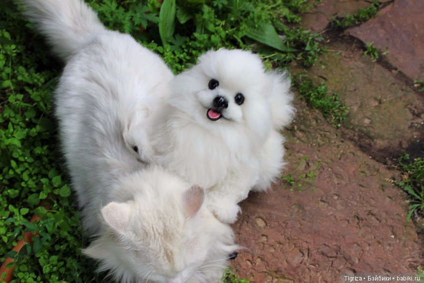 Шпиц-тедди, игрушка ручной работы