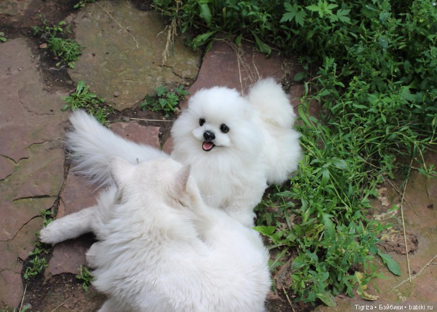 Шпиц-тедди, игрушка ручной работы (фото 9)