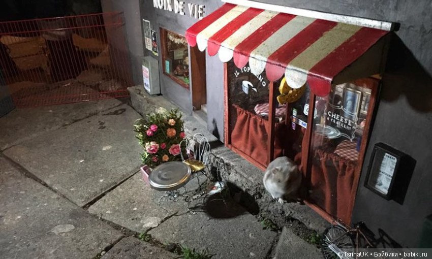 Кафе и магазинчик для мышек (фото 2)