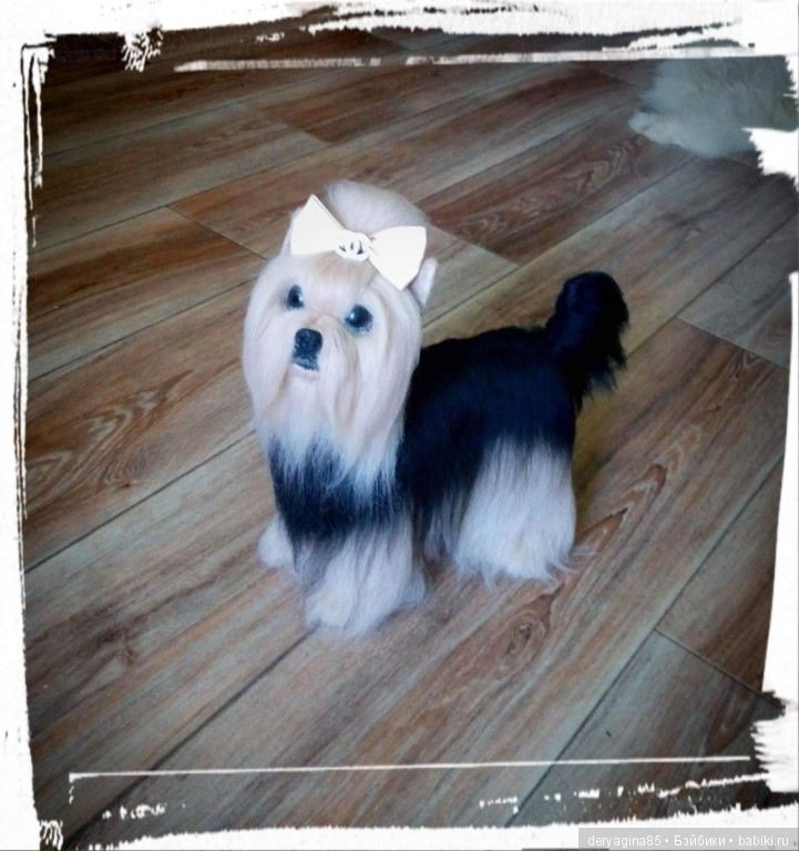 Авторская игрушка Йорик — Валяные игрушки из шерсти: сухое валяние (фото 7)