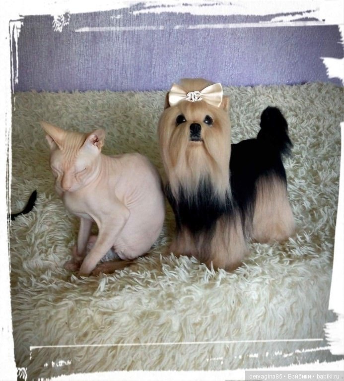 Авторская игрушка Йорик — Валяные игрушки из шерсти: сухое валяние (фото 4)