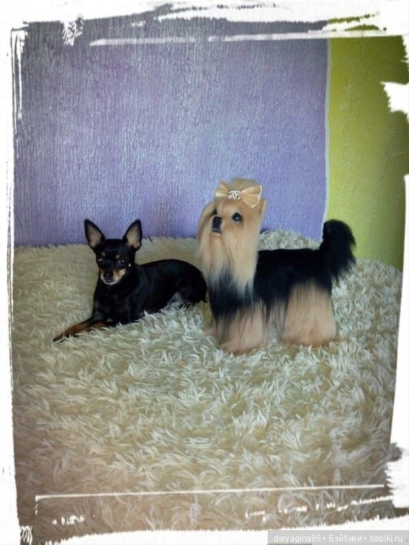 Авторская игрушка Йорик — Валяные игрушки из шерсти: сухое валяние