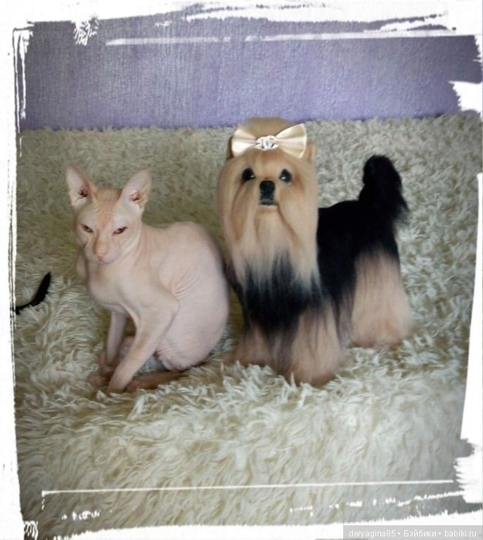 Авторская игрушка Йорик — Валяные игрушки из шерсти: сухое валяние (фото 3)