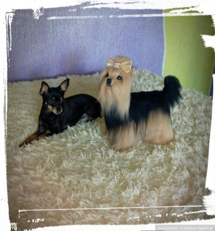 Авторская игрушка Йорик — Валяные игрушки из шерсти: сухое валяние (фото 2)