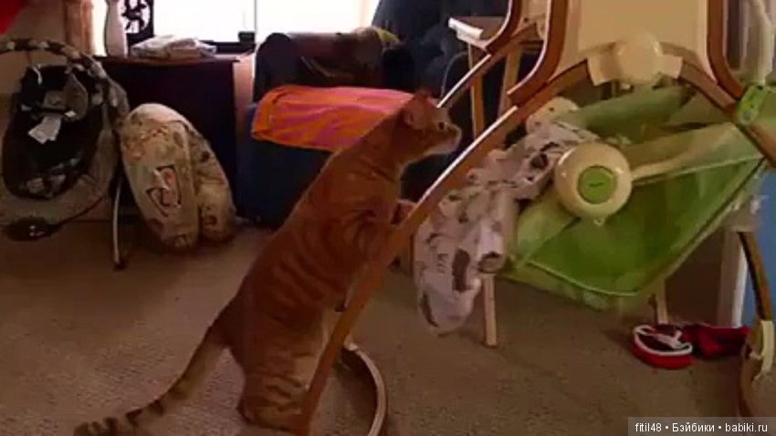 Кошки - лучшие няньки — Интересное обо всем: поздравления (фото 7)