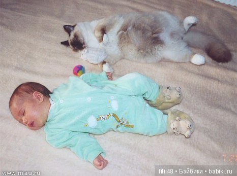 Кошки - лучшие няньки — Интересное обо всем: поздравления