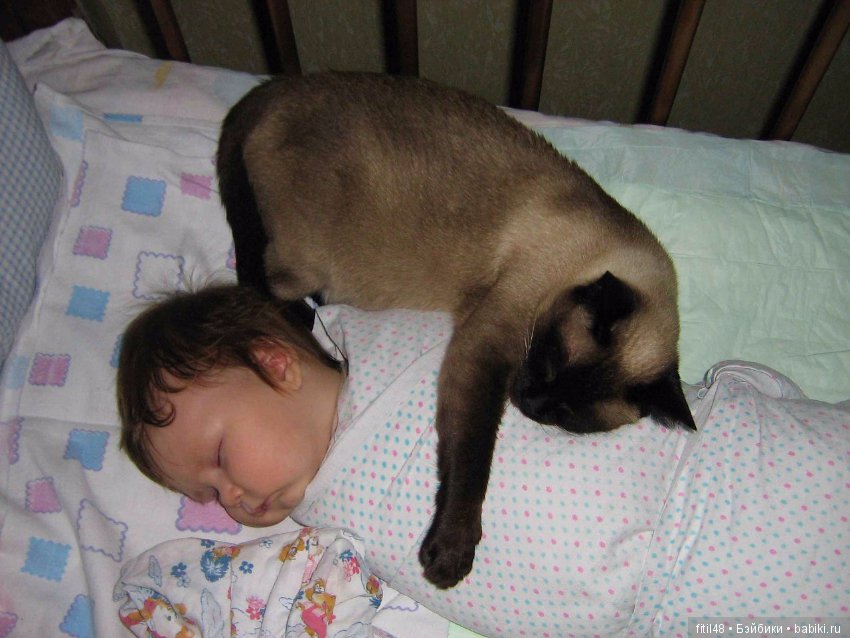 Кошки - лучшие няньки — Интересное обо всем: поздравления