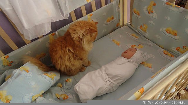 Кошки - лучшие няньки — Интересное обо всем: поздравления (фото 10)