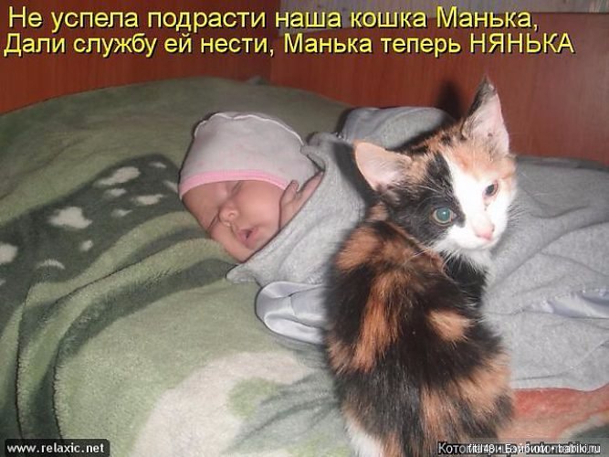 Кошки - лучшие няньки — Интересное обо всем: поздравления