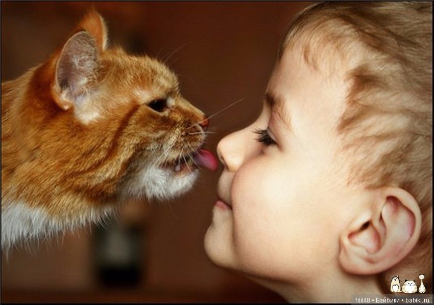 Кошки - лучшие няньки — Интересное обо всем: поздравления (фото 2)