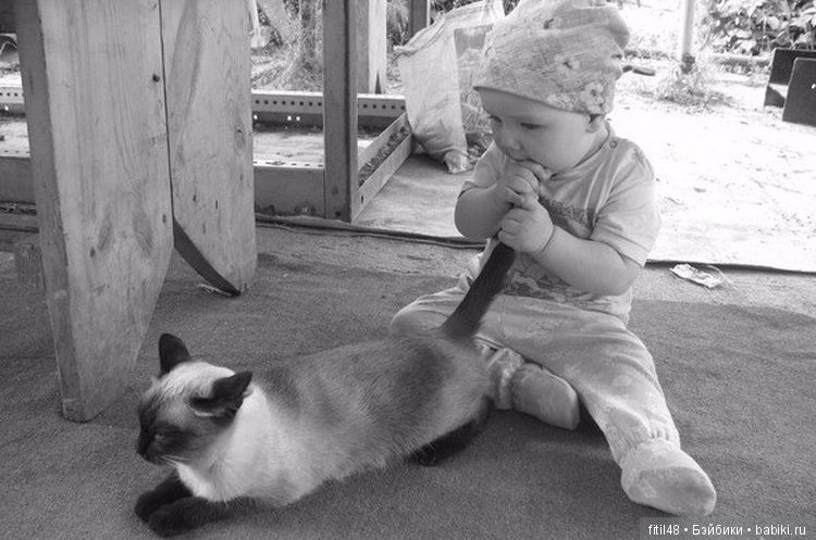 Кошки - лучшие няньки — Интересное обо всем: поздравления