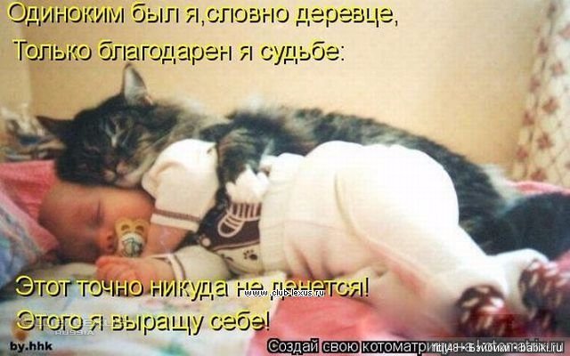 Кошки - лучшие няньки — Интересное обо всем: поздравления (фото 3)