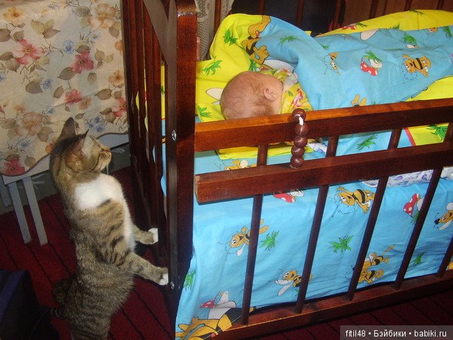 Кошки - лучшие няньки — Интересное обо всем: поздравления