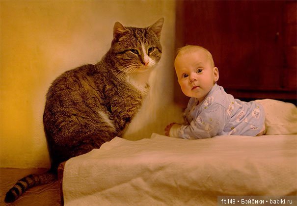 Кошки - лучшие няньки — Интересное обо всем: поздравления