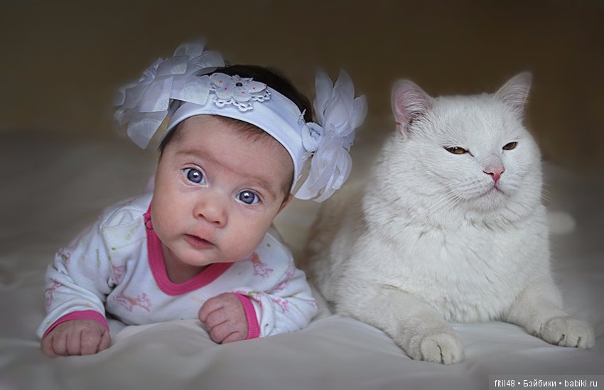 Кошки - лучшие няньки — Интересное обо всем: поздравления