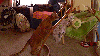 Кошки - лучшие няньки — Интересное обо всем: поздравления