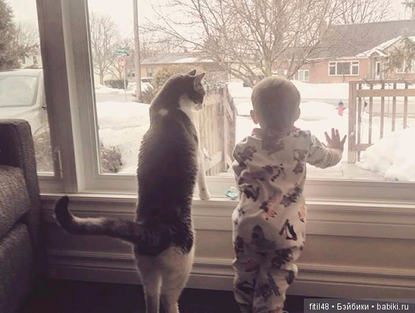 Кошки - лучшие няньки — Интересное обо всем: поздравления