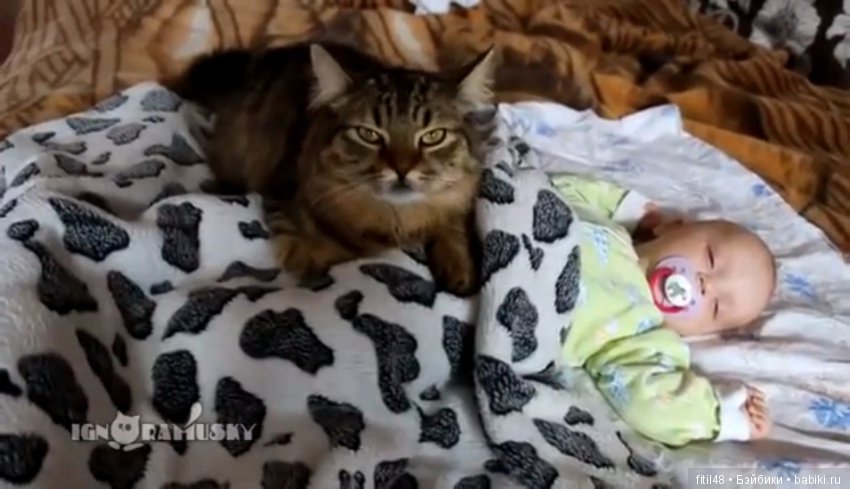 Кошки - лучшие няньки — Интересное обо всем: поздравления