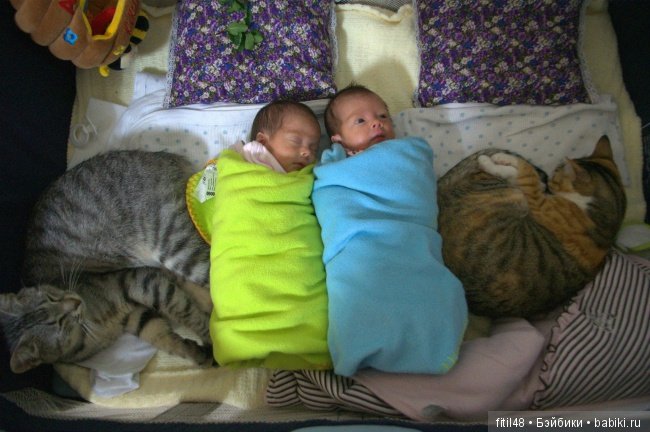 Кошки - лучшие няньки — Интересное обо всем: поздравления