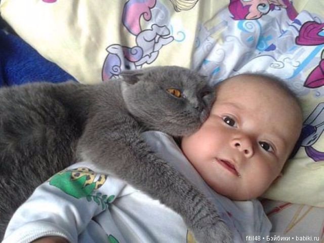 Кошки - лучшие няньки — Интересное обо всем: поздравления