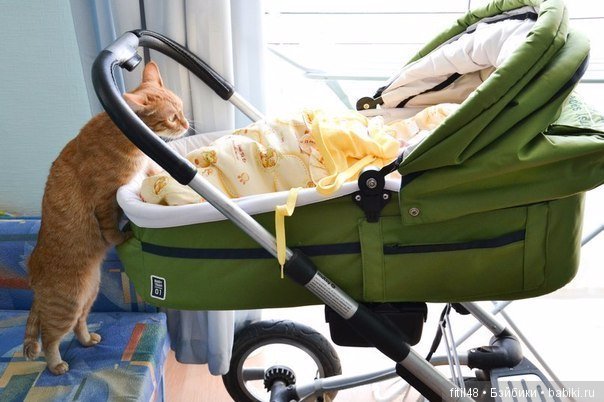 Кошки - лучшие няньки — Интересное обо всем: поздравления