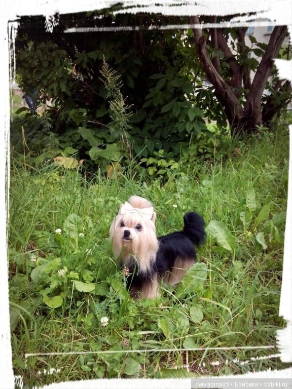 Мои собачки на прогулке — Валяные игрушки из шерсти: сухое валяние (фото 9)