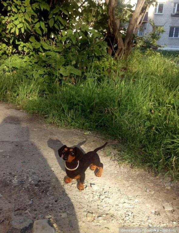 Такса, игрушка ручной работы (фото 3)