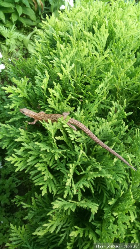 Немного лета всё же было — Домашние фото авторских кукол: личные коллекции (фото 7)