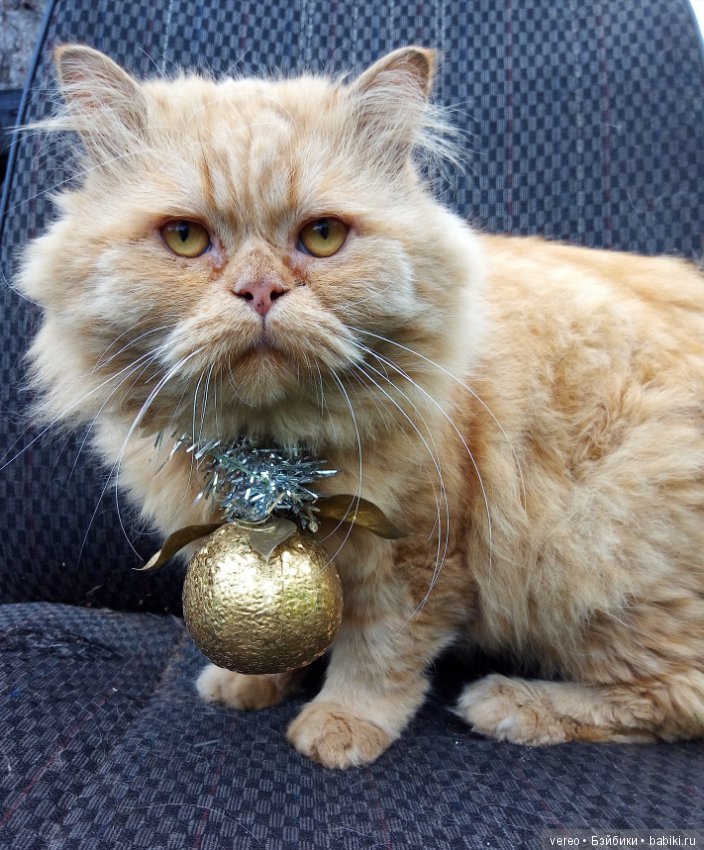 Скоро Новый Год — Болталка и разговоры обо всем: жизнь