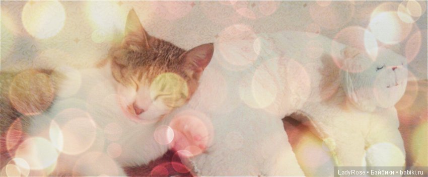 Мой первый пост тут. О коте (фото 7)