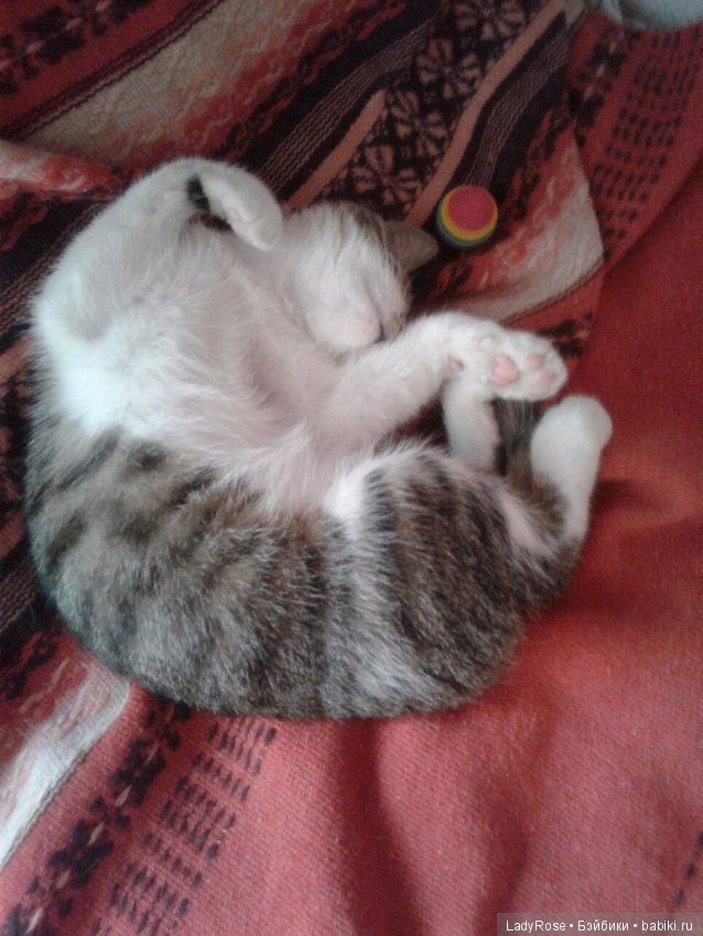 Мой первый пост тут. О коте (фото 3)