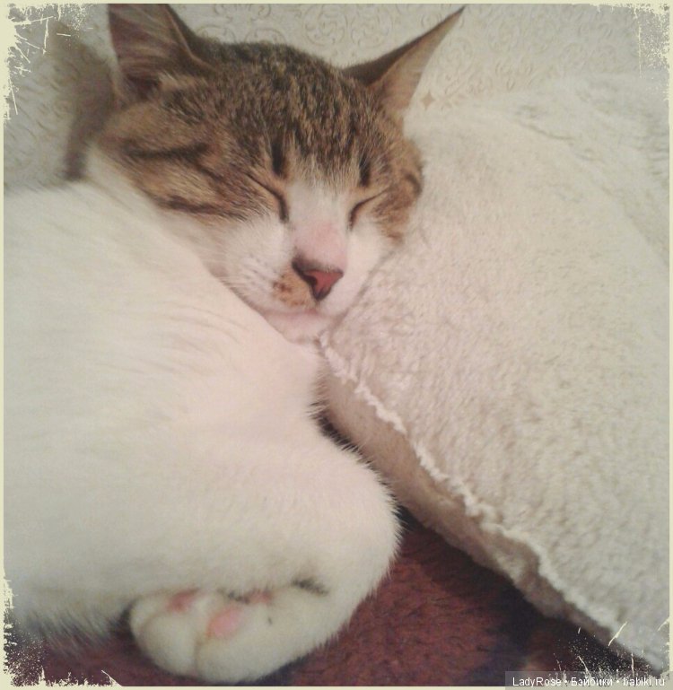 Мой первый пост тут. О коте (фото 5)