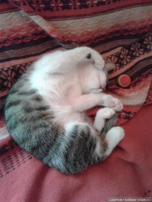 Мой первый пост тут. О коте (фото 2)