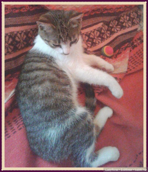 Мой первый пост тут. О коте
