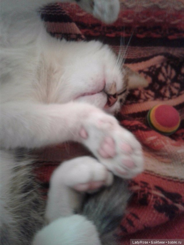 Мой первый пост тут. О коте (фото 6)