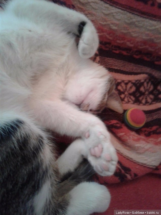 Мой первый пост тут. О коте (фото 4)