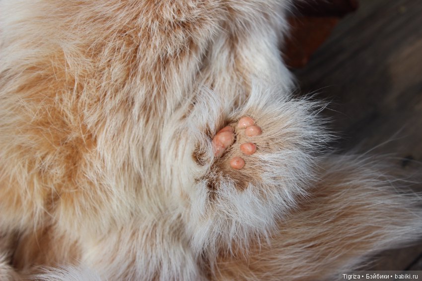 Котенок тедди Лео — Авторские мишки Тедди и друзья: фото